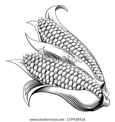 A vintage retro woodcut print or etching style sweetcorn illustration