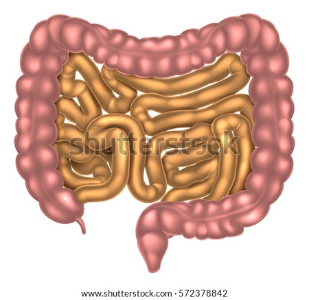 Intestines Drawing Stock Images, Royalty-Free Images & Vectors ...