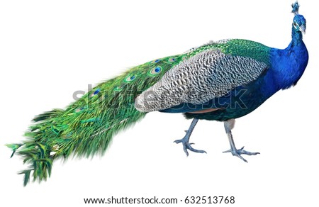 peacock deutsch peacock deutsch