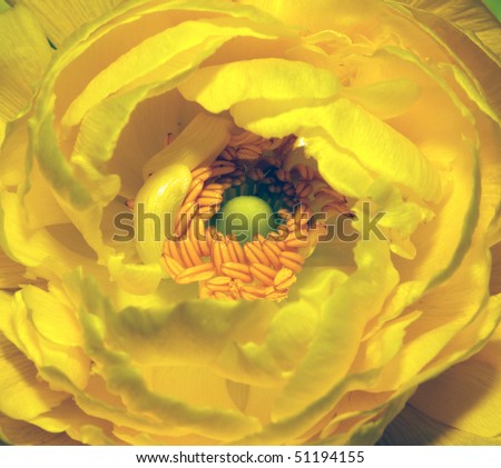 ranunculus yellow stock photos, royalty-free images & vectors ranunculus yellow stock photos, royalty-free images & vectors