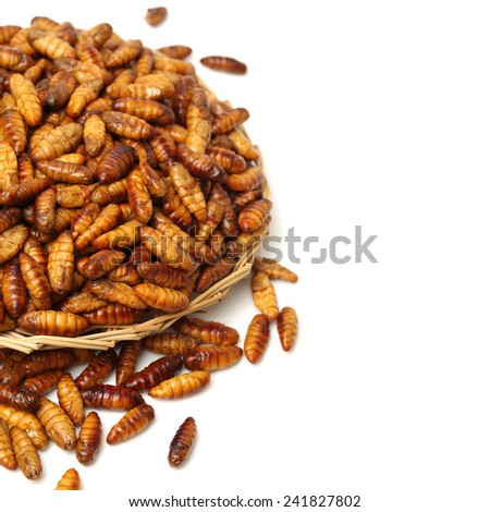 Pupae Stock Photos, Images, & Pictures | Shutterstock