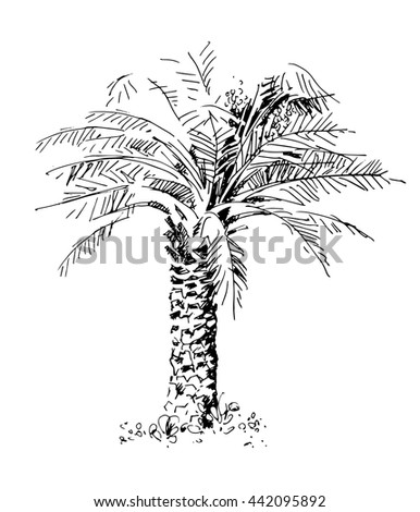 Sago Palm Cycas Revoluta Vintage Illustration Stock Vector 94559059 ...