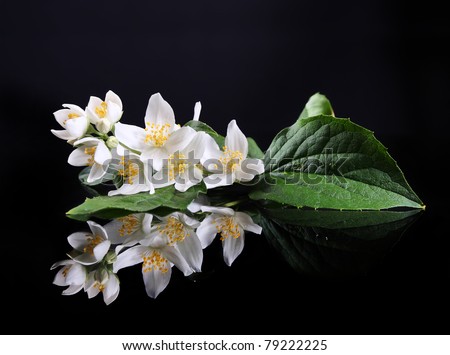 Beautiful Fresh Jasmine Flower and Reflection over Black
