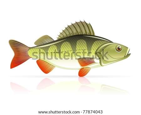 Download Perch Fish Stock Images, Royalty-Free Images & Vectors ...