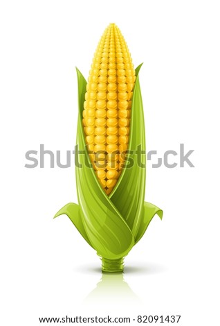 corncob vector illustration isolated on white background
