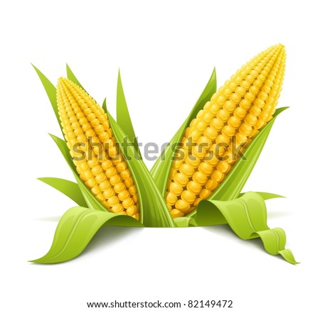 couple corncob vector illustration isolated on white background