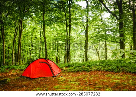 Camping in the Forest 