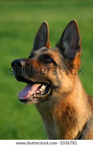 Various Silhouettes German Shepherd Dog Vector Stock Vector 28679044 ...