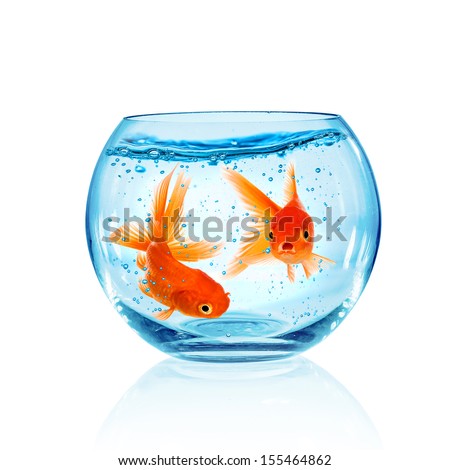 Goldfish in aquarium isolated on white background. - stock photo