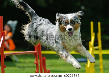 australian shepherd agility agility dog stock images royalty free images u0026 vectors shutterstock australian shepherd agility agility dog stock images royalty free images u0026 vectors shutterstock