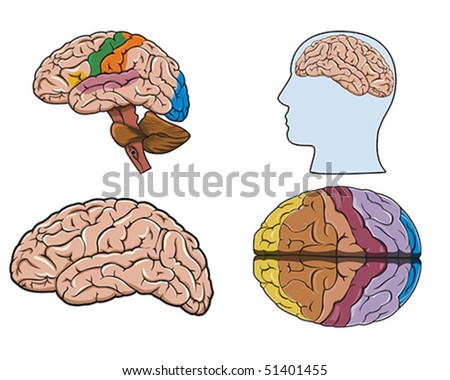 Human Brain Anatomy Collection Set Anterior Stock Vector 555854164