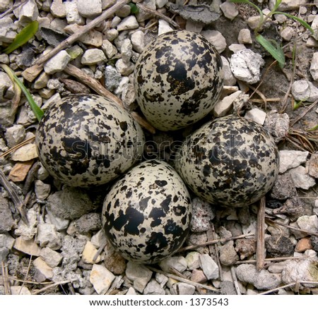 Killdeer Birds Lay Their Eggs Gravel Stock Photo 53389345 - Shutterstock