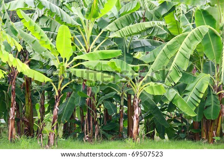 Banana Tree Stock Photos, Images, & Pictures | Shutterstock