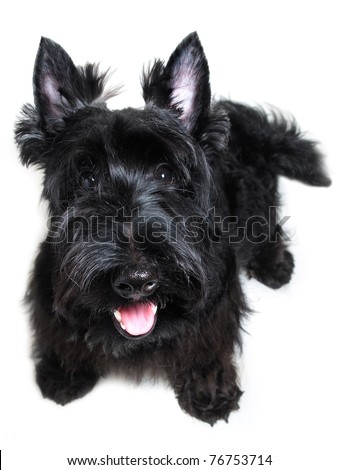 Scottish-terrier Stock Photos, Royalty-Free Images & Vectors - Shutterstock