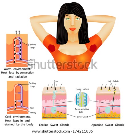 eccrine sweat glands