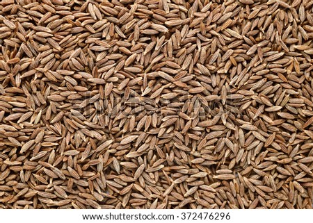 cumin plant stock images royalty free images vectors cumin plant inspired room cumin seeds stock images royalty free images vectors cumin plant stock images royalty free images vectors cumin plant inspired room cumin seeds stock images royalty free images vectors