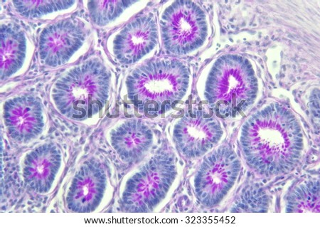 Histology Stock Images, Royalty-Free Images & Vectors | Shutterstock