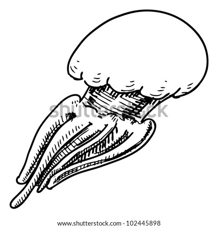 jelly fish isolated on white background hand drawing sketch vector illustration