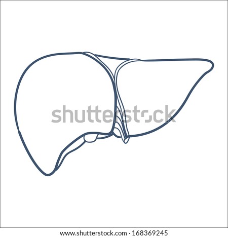 Liver Human Organ Sketch Vector Element Stock Vector 168369245 ...