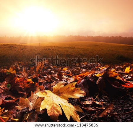 autumn leaves
