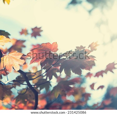 autumn leaves