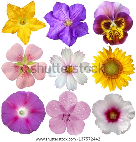 Pansy Flower Stock Photos, Images, & Pictures | Shutterstock