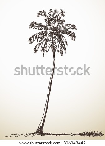 Palm Trees Outline Vector 스톡 벡터 449584597 - Shutterstock