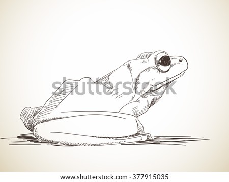 Sketch Frog Hand Drawn Illustration Stock Vector 377915035 - Shutterstock