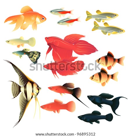 Zebrafish Stock Images Royalty-Free Images Vectors