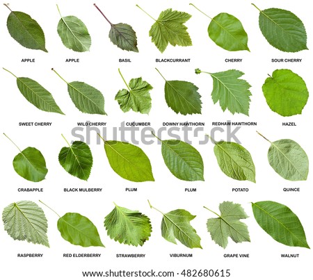 Collage Green Leaves Trees Shrubs Names Stock Photo (Royalty Free ...