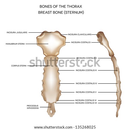 Breast Bone Sternum Bones Thorax Detailed Stock Vector 135268025
