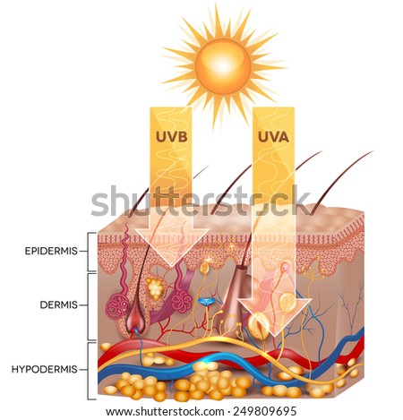 Uvb Uva Radiation Penetrate Into Skin Stock Illustration 249809695 ...