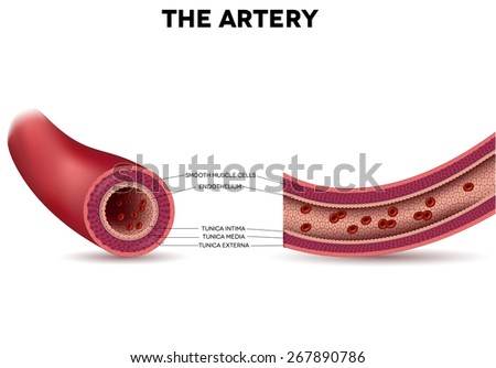 Endothelium Stock Images, Royalty-Free Images & Vectors | Shutterstock