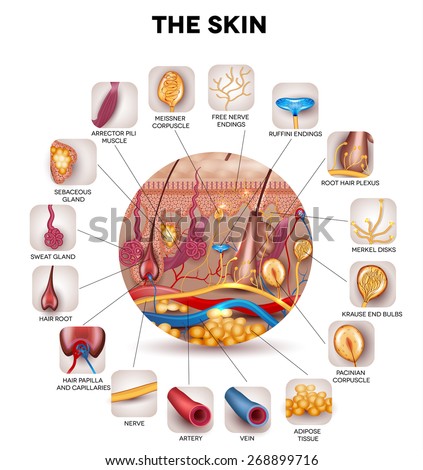 skin anatomy stock images royalty free images vectors skin anatomy stock images royalty free images vectors skin anatomy stock images royalty free images vectors skin anatomy stock images royalty free images vectors