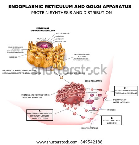 Anatomy Cell Nucleus Endoplasmic Reticulum Golgi Stock Illustration