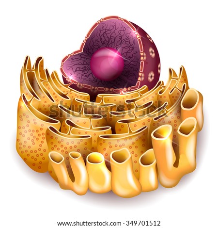 Endoplasmic Reticulum Stock Images, Royalty-Free Images & Vectors ...