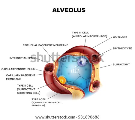 Hasil carian imej untuk ‪alveolus‬‏