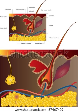 skin pores stock images royalty free images vectors skin pores stock images royalty free images vectors skin pores stock images royalty free images vectors skin pores stock images royalty free images vectors