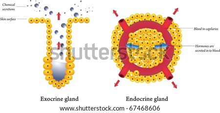Exocrine Endocrine Glands Stock Illustration 67468606 - Shutterstock