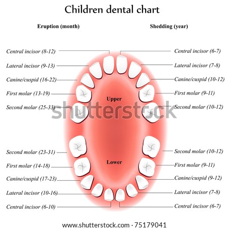 Children Teeth Anatomy Shows Eruption Sheddingภาพประกอบสต็อก 75179041