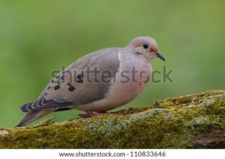 dove hunting stock images royalty free images vectors dove hunting stock images royalty free images vectors
