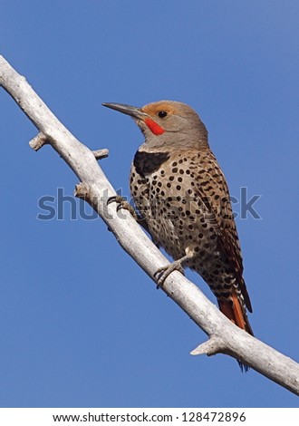 northern flicker stock images royalty free images northern flicker stock images royalty free images