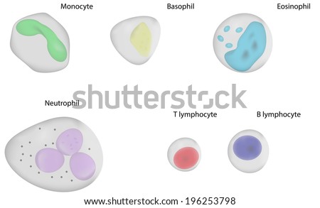 White Blood Cells Labeled Diagram Stock Illustration 196253798