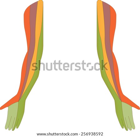 Upper Limb Dermatome Map