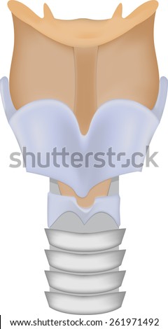 Larynx Stock Images, Royalty-Free Images & Vectors | Shutterstock