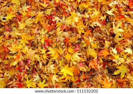 Colorful autumn leaves