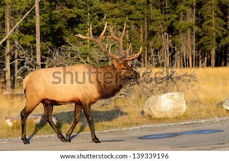 Male Elk or Wapiti (Cervus canadensis) crossing road in Banff National ...