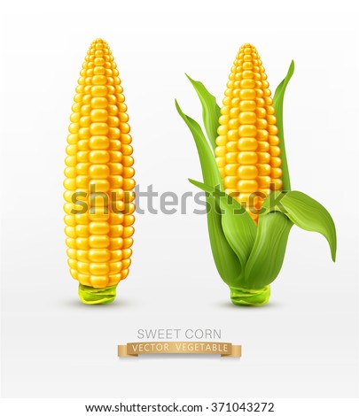 Vector two corn on the cob with leaves. design element