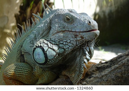 Lizard Bali Reptile Park Stock Photo 1324860 - Shutterstock