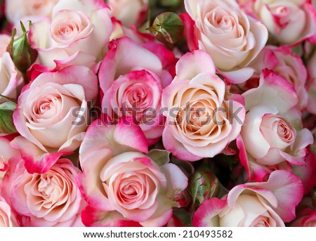 Roses background - stock photo